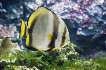 Circular batfish
