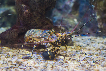 Lobster