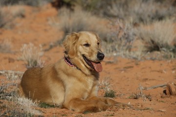 Beautiful Golden Retriever Family Dog