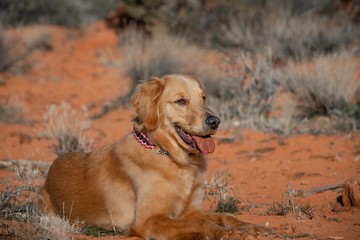 Obraz premium Beautiful Golden Retriever Family Dog