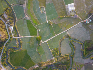 Aerial view of thailand rice field, drone shot