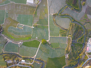 Aerial view of thailand rice field, drone shot