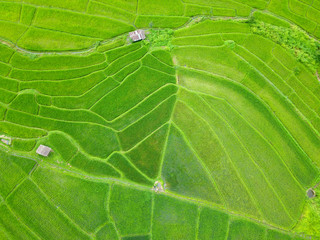 Aerial view of thailand rice field, drone shot