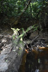 Moss growing in a dead tree stump in the water