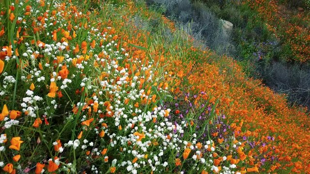 Closeup of Lake Elsinore hillside with superbloom of California wild flowers