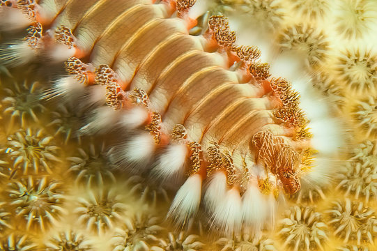 Bearded Fireworm (Hermodice carunculata), Bonaire, Caribbean Sea	