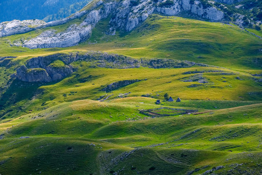 Montenegro, Durmitor National Park, flock of sheep on mountain pasture