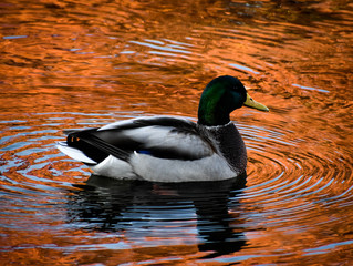 duck on water