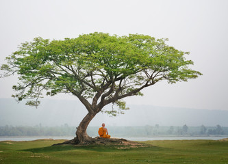 Buddha monk practice meditation under the tree - obrazy, fototapety, plakaty