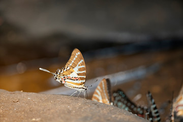 Butterfly,The Spot Swordtail