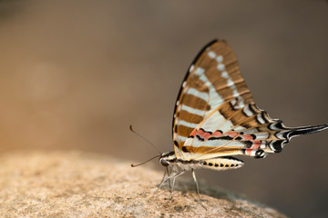 Butterfly,The Spot Swordtail