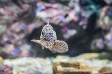 Grouper fish
