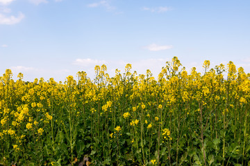 Naklejka premium 長崎鼻の菜の花