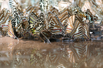 Butterfly,The Spot Swordtail