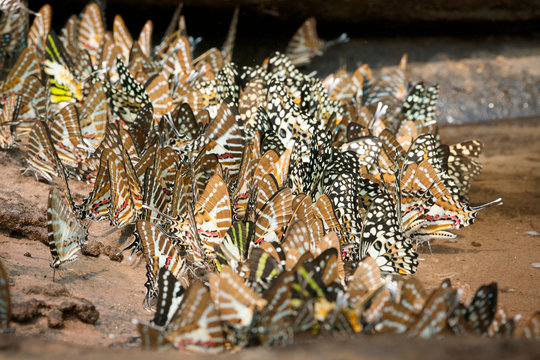 Butterfly,The Spot Swordtail Graphium nomius swinhoei Moore