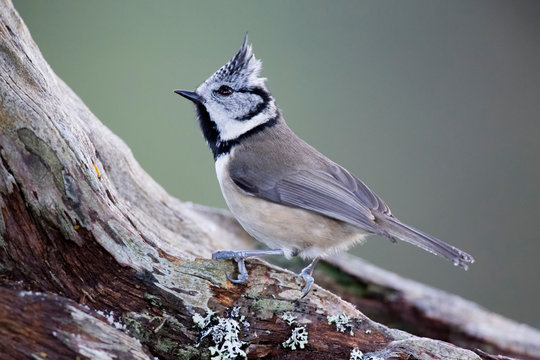 Crested tit on branch
