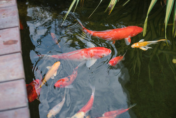 fish pond