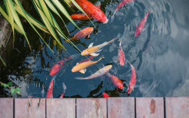 fish pond