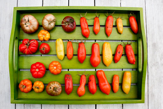 Wooden tray with various tomatoes, stage of ripeness, overripe, moulding