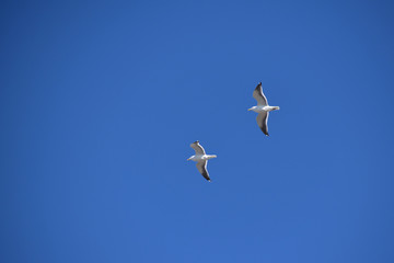 青空を飛ぶ二羽のカモメ