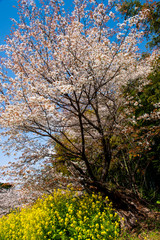 Fototapeta premium 魚見桜