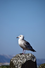 テトラポットに立つ一羽のカモメ