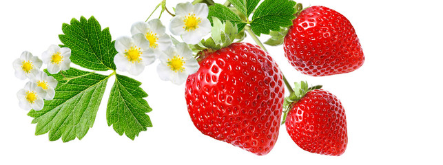 gardening red healthy strawberry