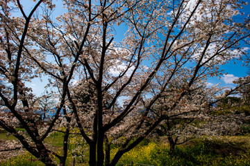 Obraz premium 魚見桜