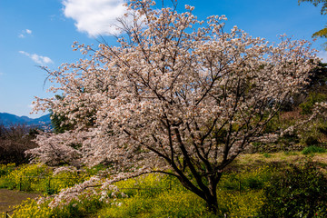 Obraz premium 魚見桜