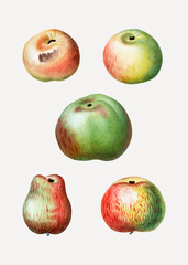 Various apple types