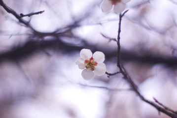 꽃