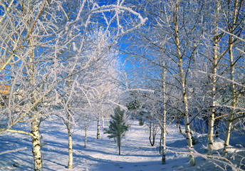 Birches in white fluffy hoarfrost in a sunny day