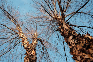 River Birch Trees