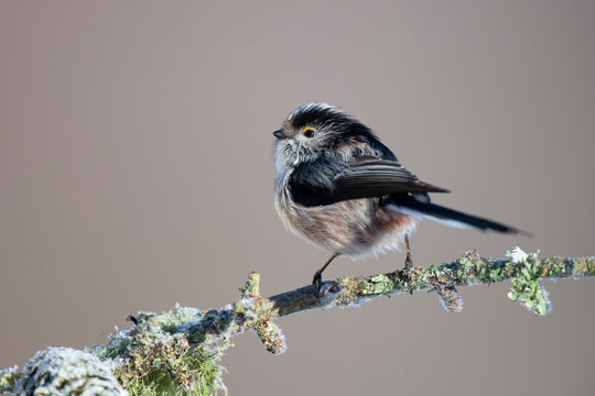 Portrait of Long-tailed tit on frost-covered twig