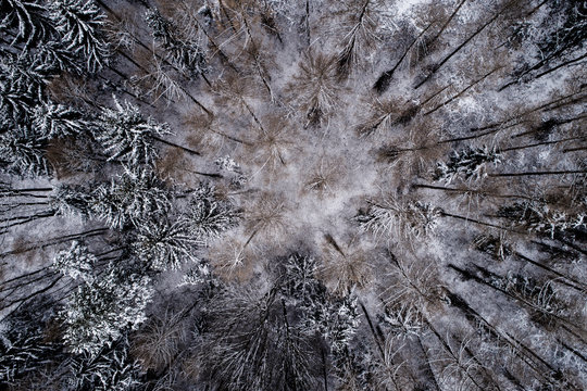 Austria, Wienerwald, snowy forest in December, aerial view