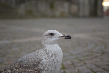 Gaivota na Cidade