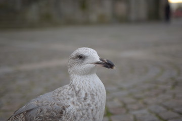 Gaivota na Cidade