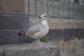 Gaivota na Cidade
