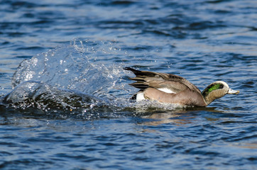 American Wigeon Landing on the Cool Water
