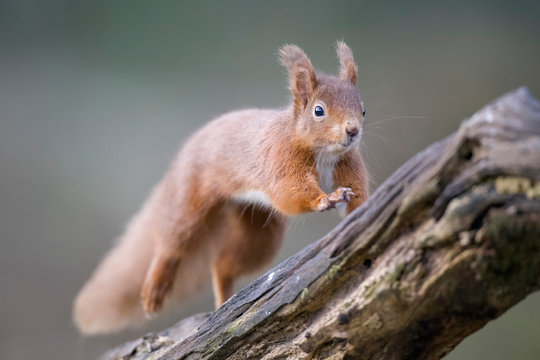 Jumping Eurasian red squirrel