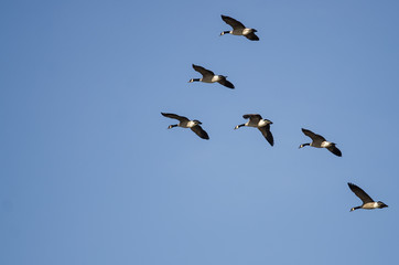 Flock of Canada Geese Flying in a Blue Sky