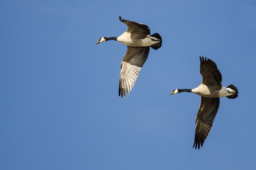 Pair of Canada Geese Flying in a Blue Sky