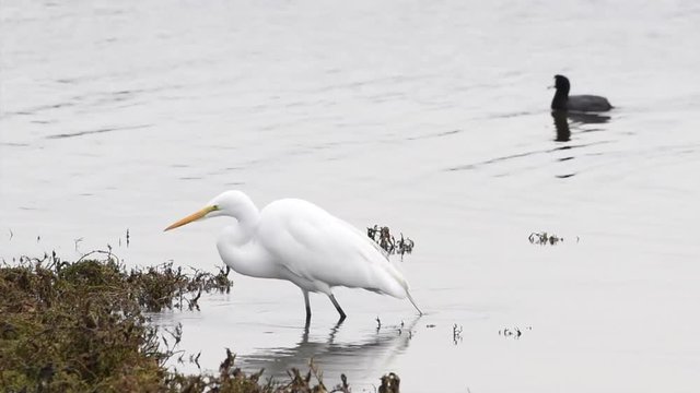 HD video of one Great Egret or common egret hunting in marsh water. They adapts well to human habitation and can be readily seen near wetlands and bodies of water in urban areas.
