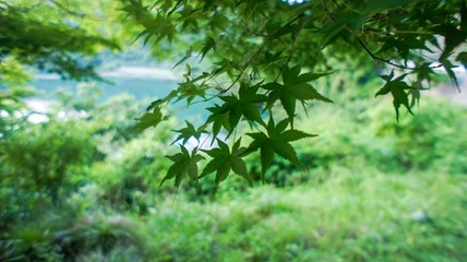 紅葉前のもみじ