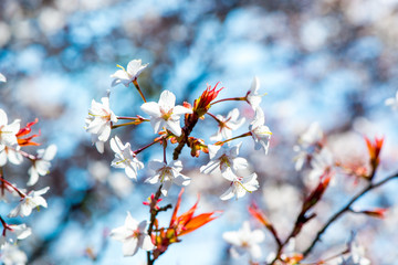 光岡城のヤマサクラ