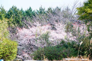 光岡城のヤマサクラ