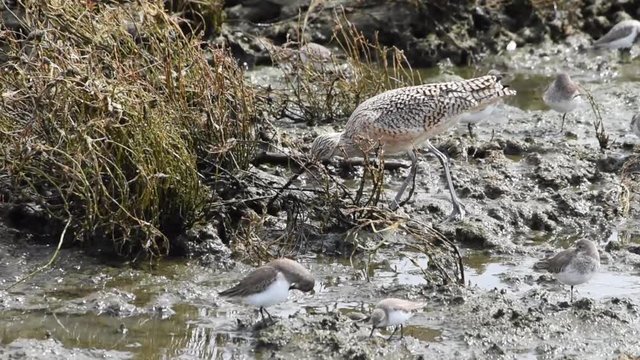 HD video of a Curlew walking in marsh foraging for food with it’s long beak. Curlew  are characterized by long, slender, down curved bills and mottled brown plumage.