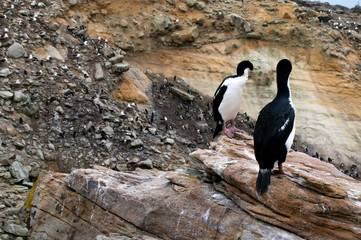 New Island Falkland Islands, shag with albatross and penguin rookery in background