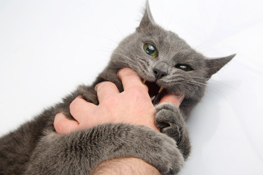 aggressive grey cat bites man's hand