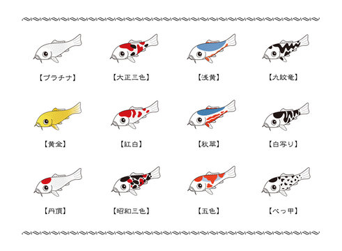 ニシキゴイの代表的な品種 一覧表  イラスト